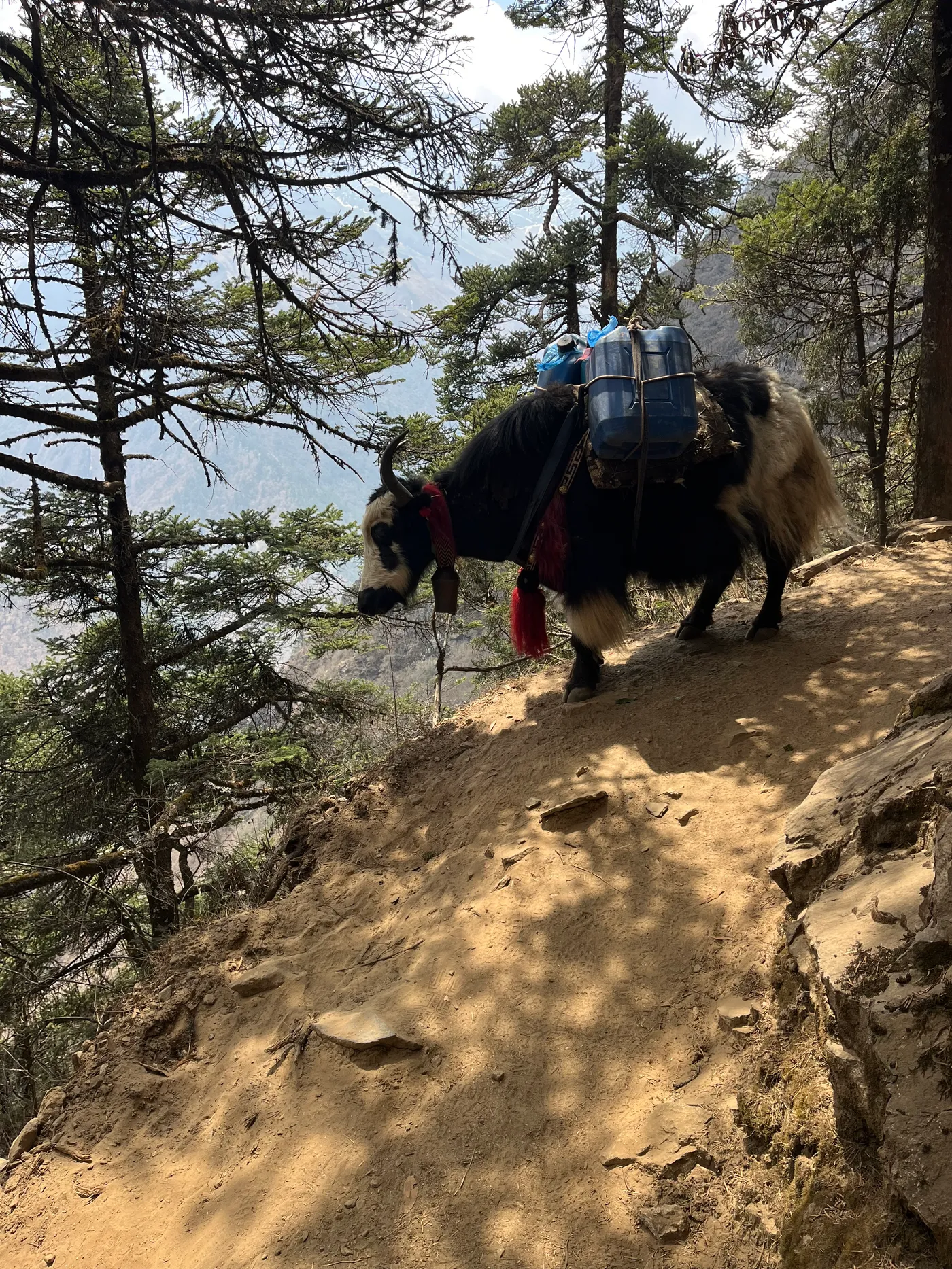 A yak carrying supplies on a trail in the Khumbu region of Nepal